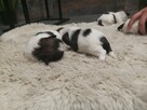 Shih tzu - 13