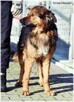 GACEK - wesoły Przyjaciel w typie owczarka - 4