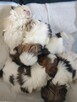 Shih tzu - 4