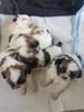 Shih tzu - 5