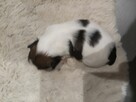 Shih tzu - 14