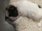Shih tzu - 6