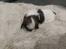 Shih tzu - 10