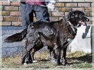 Bronia–zawsze będzie Cię witać po pracy i zabierać na spacer - 4
