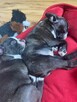Boston terrier szczenięta - 6