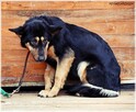 Debra –przyjechała do schroniska upodlona, teraz zaczyna żyć - 6