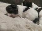 Shih tzu - 12