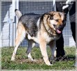 ASZTON - radosny piesek z nadzieją na lepsze jutro - 2