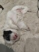 Shih tzu - 3