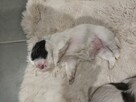 Shih tzu - 4
