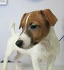 Szczeniaki Jack Russell terrier - 3