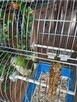 Sprzedam papugę zieloną w biało ziułte łaty razem z klatką l - 8