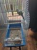 Sprzedam papugę zieloną w biało ziułte łaty razem z klatką l - 4