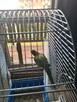 Sprzedam papugę zieloną w biało ziułte łaty razem z klatką l - 2