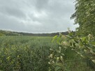 8 działek budowlanych w środku lasu, 30 min od Łodzi - 7