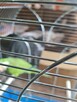 Sprzedam papugę zieloną w biało ziułte łaty razem z klatką l - 5