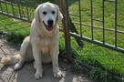 Golden retriever 9 miesięczne - 7