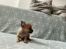 Szczenięta Chihuahua krótko oraz długowłose - 7