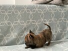 Szczenięta Chihuahua krótko oraz długowłose - 11