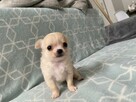 Szczenięta Chihuahua krótko oraz długowłose - 12