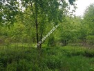 Zadrzewiona urocza działka z pozwoleniem na budowę - 3