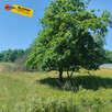Działka siedliskowa Czernichów, - 1