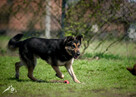 Pogodny Leo szuka swoich ludzi :) - 4