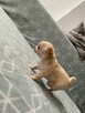 Szczenięta Chihuahua krótko oraz długowłose - 8