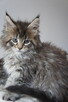 OGROMNA koteczka Maine Coon - rodowód FPL - OKAZJA - 3
