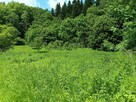 Działka rolno - leśna nad rzeką na Pogórzu Dynowskim - 6