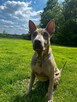 Thai Ridgeback Dog - Dog Thajski - 3