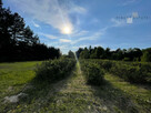 Działka budowlana Podkampinos gm. Kampinos, Jagodowa - 5