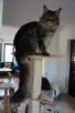 OGROMNA koteczka Maine Coon - rodowód FPL - OKAZJA - 7