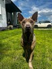 Thai Ridgeback Dog - Dog Thajski - 4