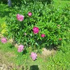 Piwonie - 2