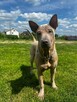 Thai Ridgeback Dog - Dog Thajski - 5
