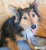 BRATEK - przerażony psiak w typie collie szuka domu - 2