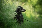 DARK – pies z pluszakiem i przeszłością szuka domu - 5