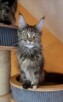 Kotka Maine Coon - 3