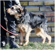 Nutka – radosna, kochająca ludzi prawie-terierka - 4