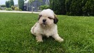Szczeniaki shih tzu - 6