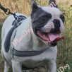 Buldog francuski BLUE niebieski piesek suczka - 14