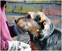 Nutka – radosna, kochająca ludzi prawie-terierka - 6