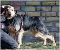 Nutka – radosna, kochająca ludzi prawie-terierka - 2