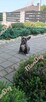Buldog francuski BLUE niebieski piesek suczka - 6