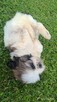 Szczeniaki shih tzu - 5