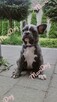 Buldog francuski BLUE niebieski piesek suczka - 7
