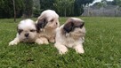Szczeniaki shih tzu - 3