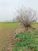 Działka rolna Gdańsk Sobieszewo, Kapitańska - 5