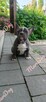 Buldog francuski BLUE niebieski piesek suczka - 4